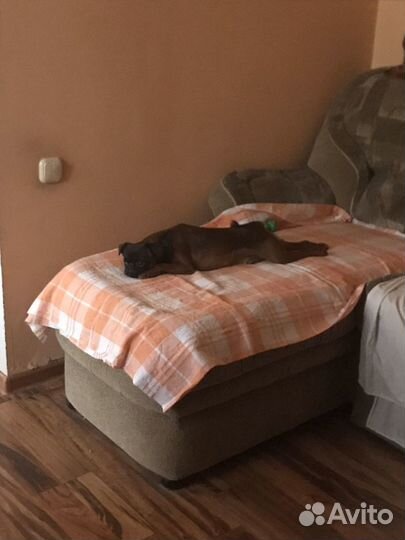 Передержка животных