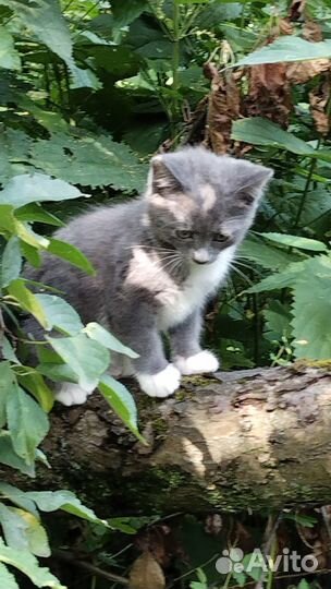 Маленькие дымчатые кошечки 2 месяца