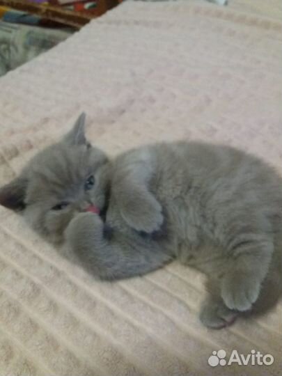 Котёнок мраморный британец