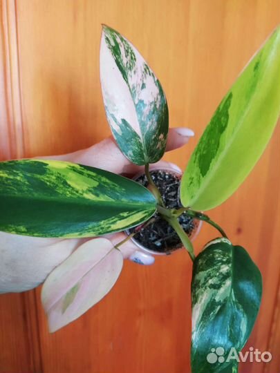 Филодендрон Эмеральд Квин