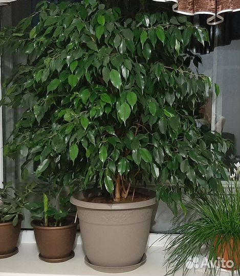 Фикус бенджамина