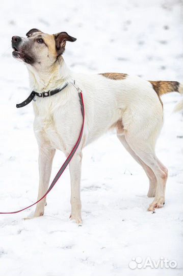 Молодой пес в добрые руки