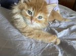 Сибирский рыжий котенок