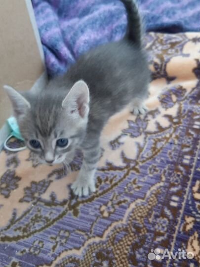 Котята в добрые руки бесплатно