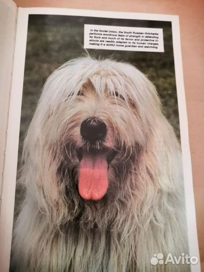 Атлас пород собак