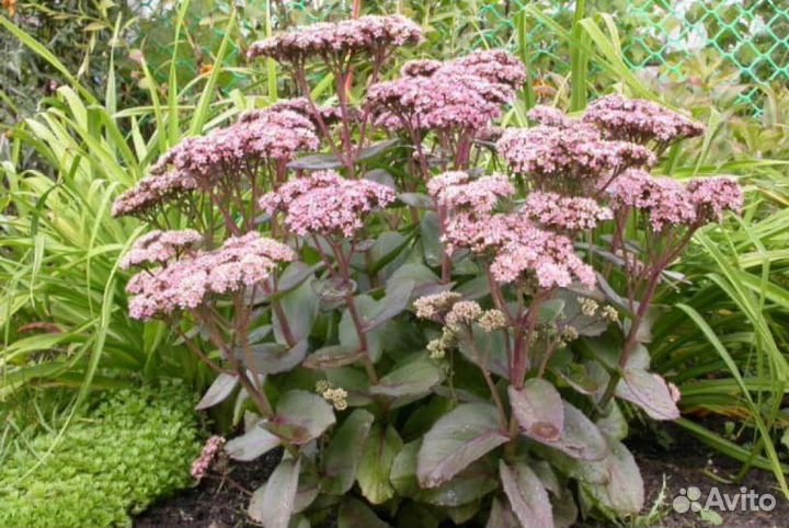 Райграс французский и седум 