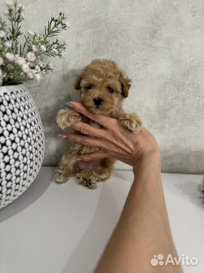 Щенки мальтипу f1 мини Калининград