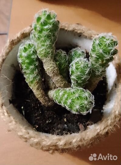 Суккуленты