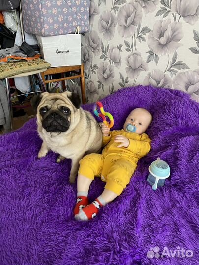 Мопс вязка мальчик