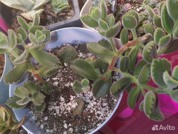Эхеверии сортовые, эониумы, алое и хавортии