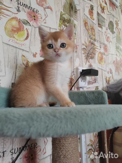 Британские девочки