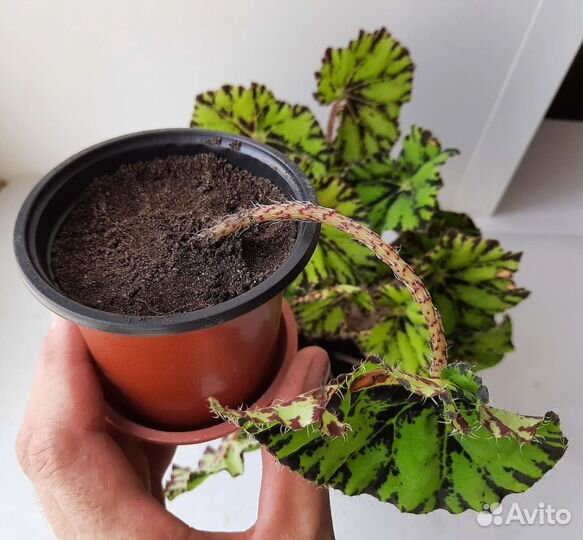 Бегония тигровая, колеос, лесные кактусы