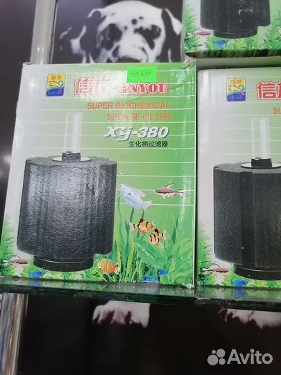 Сом коридорас Венесуэлла блек