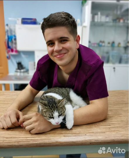 Ветеринарный врач на дом / Выезд / Кастрация