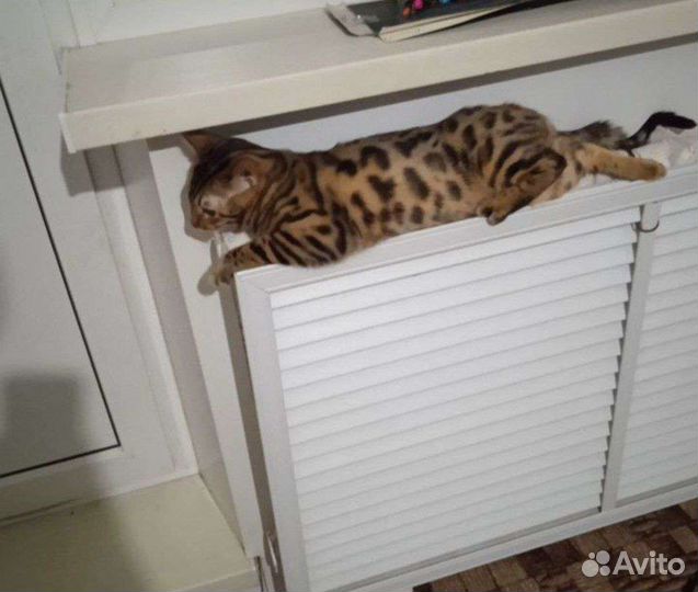 Бенгальские котята