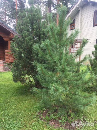 Саженцы кедра сибирского