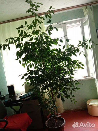 Фикус бенджамина до потолка