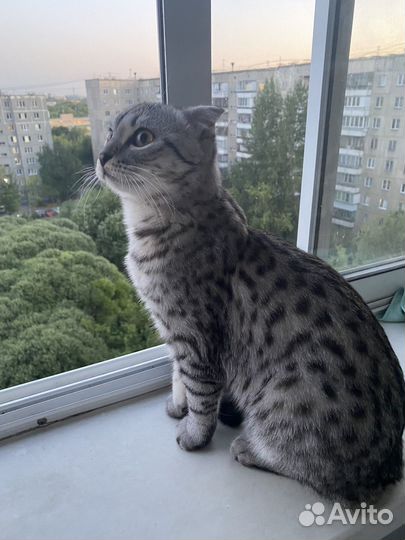 Кот на вязку