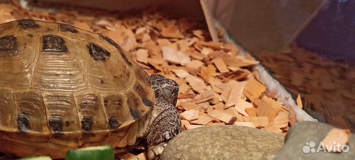 Террариум для рептилий