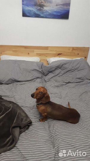 Такса. Вязка