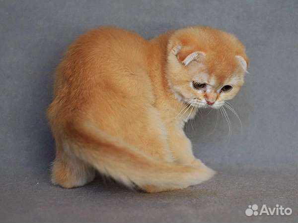 Чистокровные шотландские котики