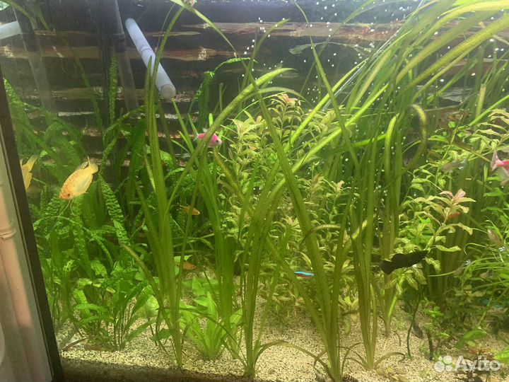 Аквариумное растение