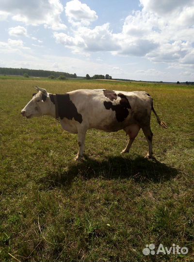 Козы, коровы, бараны