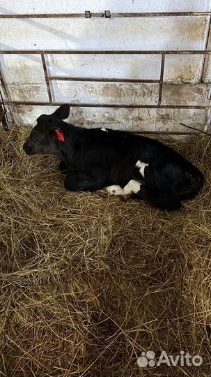 Телята бычки