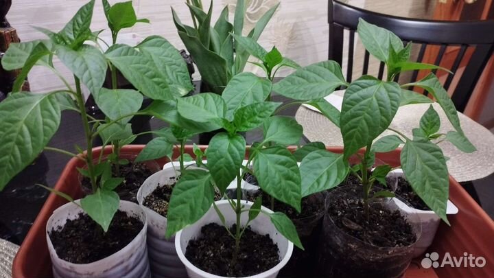 Перец комнатный острый, рассада