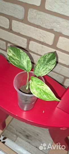 Сциндапсус марбл квин