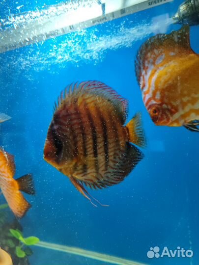 Рыбки Дискусы