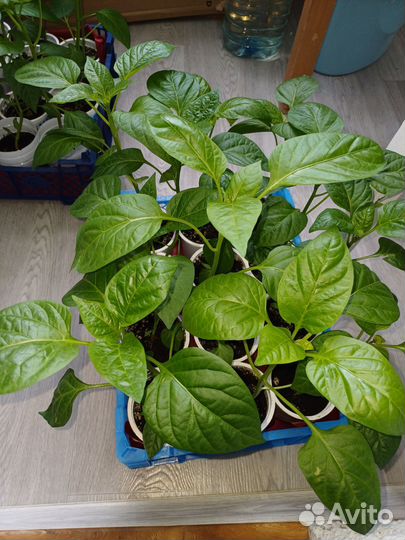 Перец болгарский