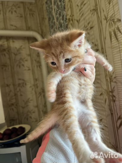 Рыжий котенок