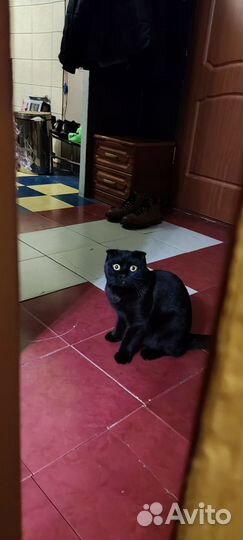 Отдам кота в добрые руки