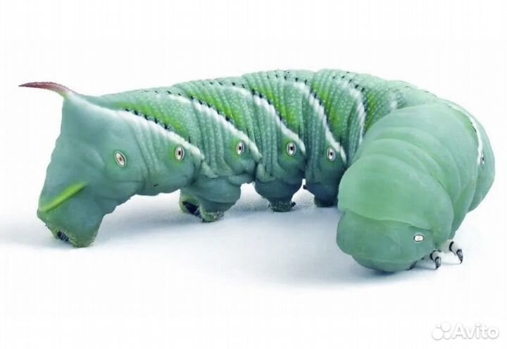 Сверчки, саранча, бражник, зофобас и др