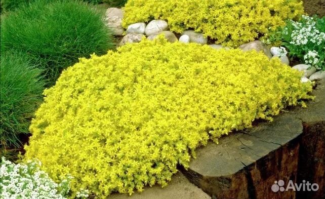 Многолетники цветущие. Пионы. Хосты и др. Бордюры