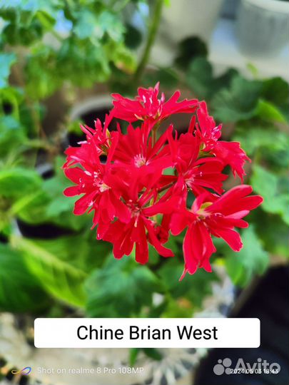 Пеларгонии сортовые