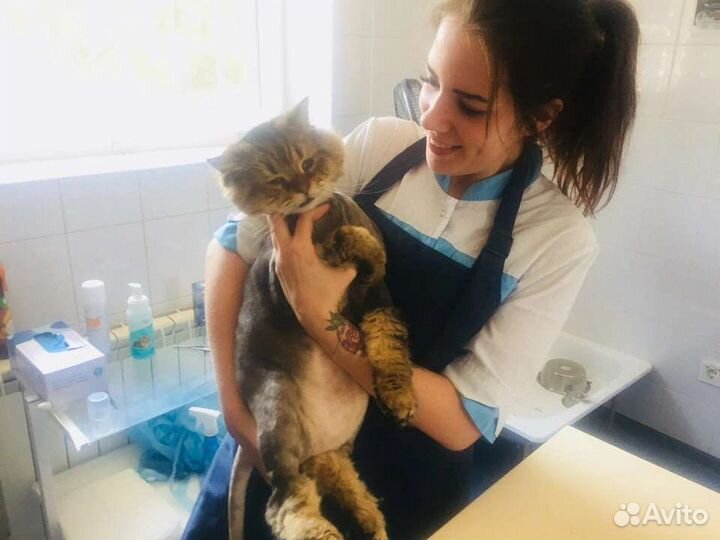 Груминг. Стрижка кошек, собак