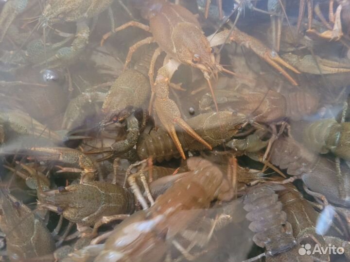 Раки в наличии