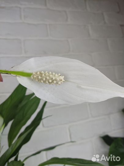Спатифиллум silver купидо