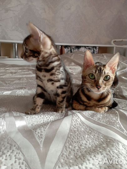 Бенгальские котята