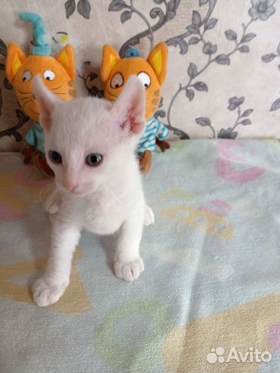 Котята сфинкс