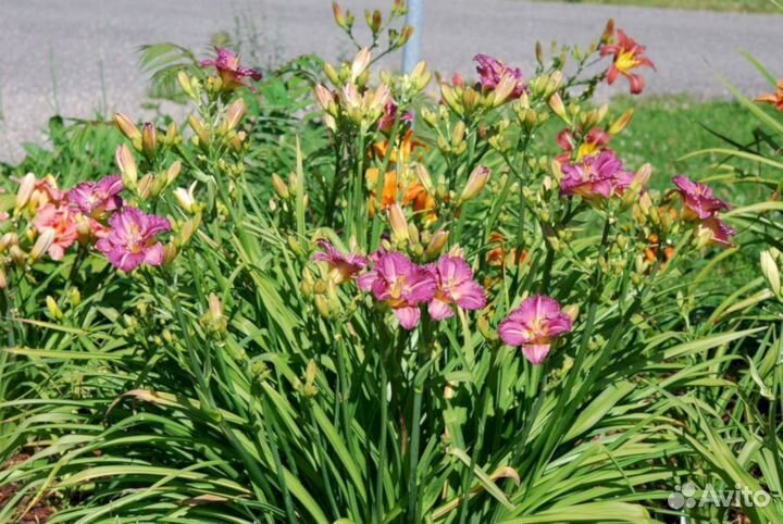 Лилейники Энтрапмент