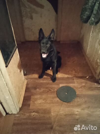 Немецкая овчарка