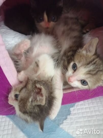 Котята в добрые руки