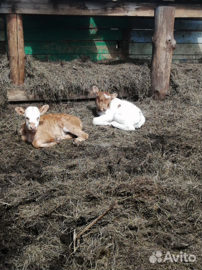 Продам коров, телят, быков