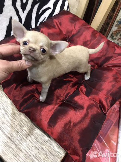 Чихуахуа мини Люсик -редкие глаза