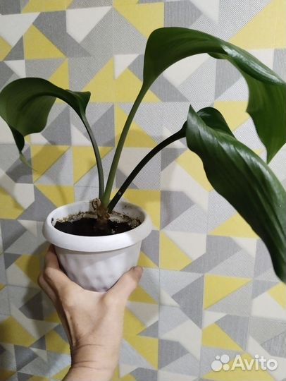 Эухарис амазонская лилия