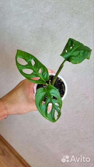 Монстера манки (адансона)