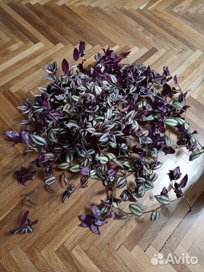 Традесканция